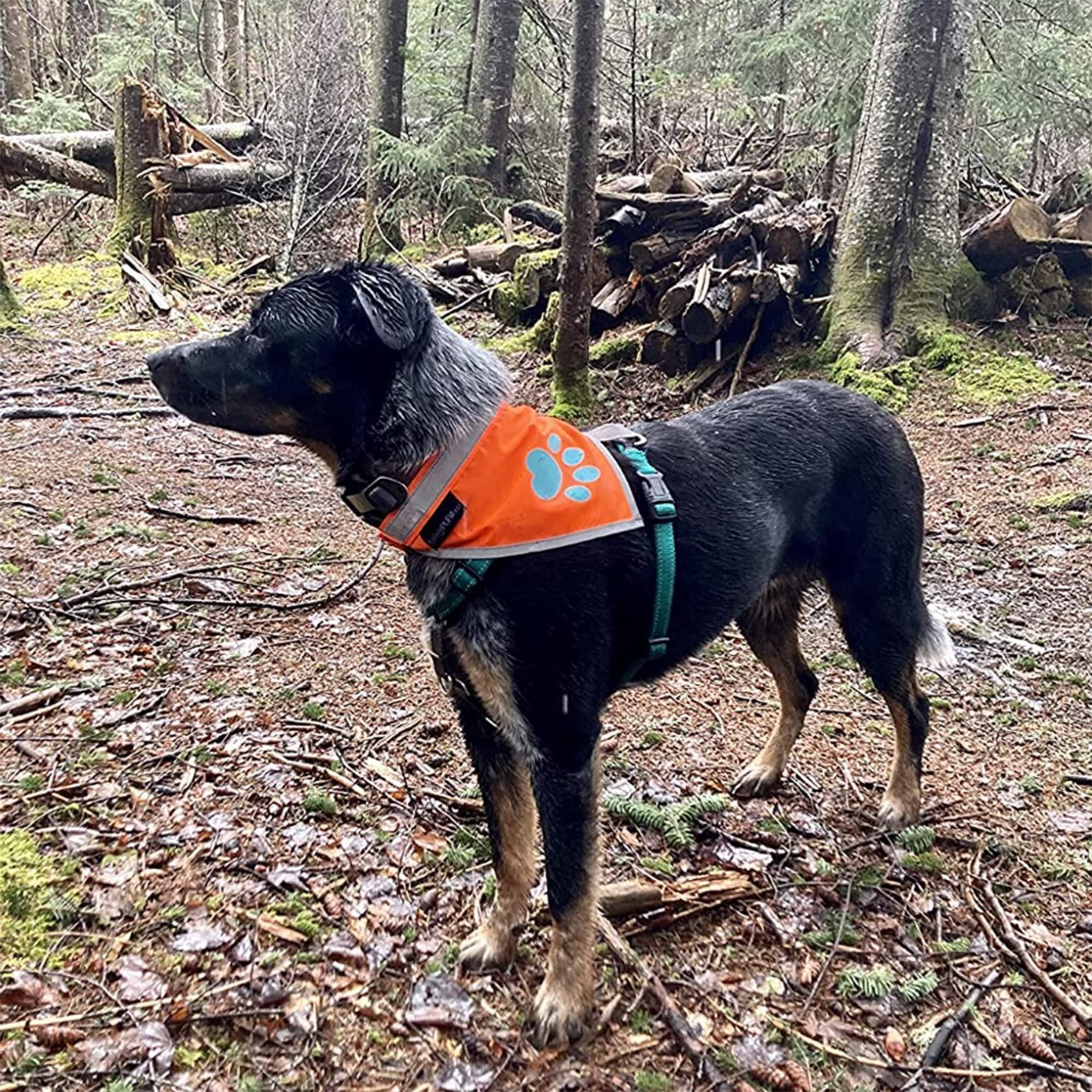 Large Hi-Vis Orange Reflective Dog Bandana Ravli